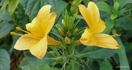 Barleria prionitis flower4.jpg